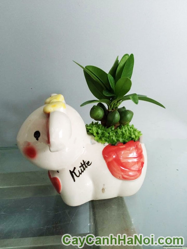 Cây May Mắn Tài Lộc Chậu Con Thỏ