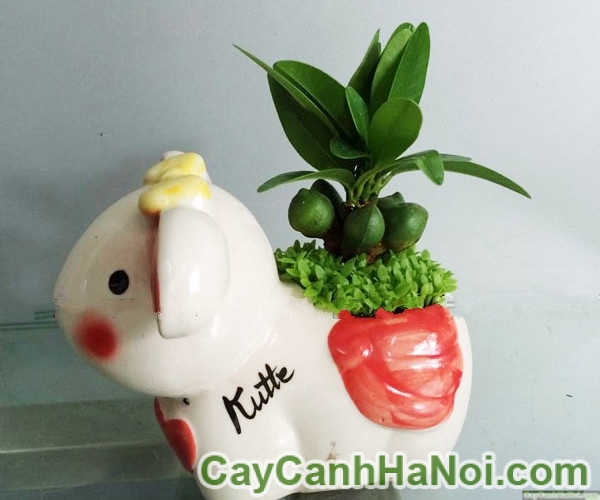 Cây May Mắn Tài Lộc Chậu Con Thỏ
