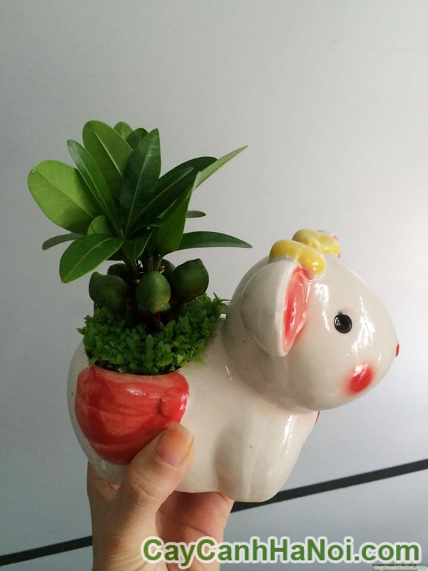 Cây May Mắn Tài Lộc Chậu Con Thỏ