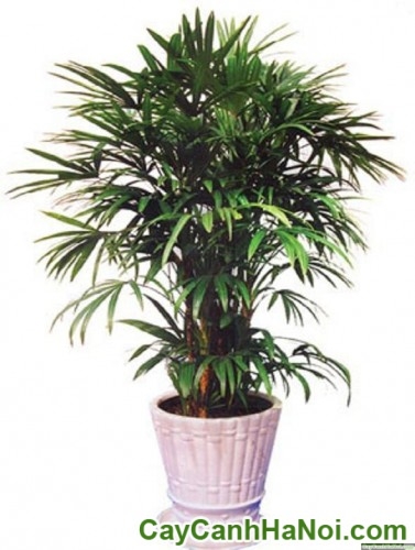 Cây Mật Cật