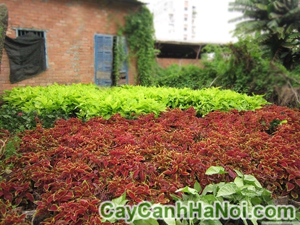 Cây lá gấm tím