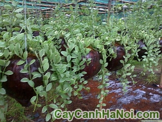cây lan sò treo