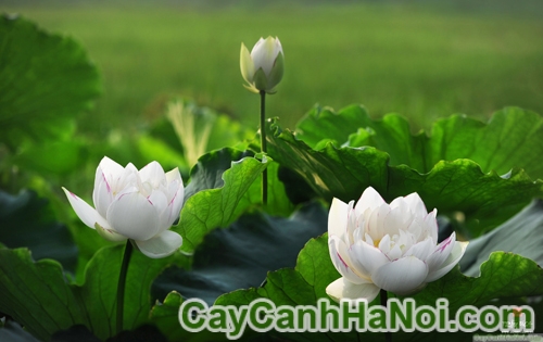 Hoa Sen