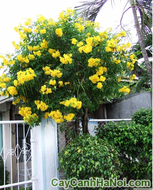 Cây Huỳnh liên