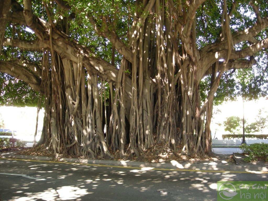 Cây Bồ Đề 