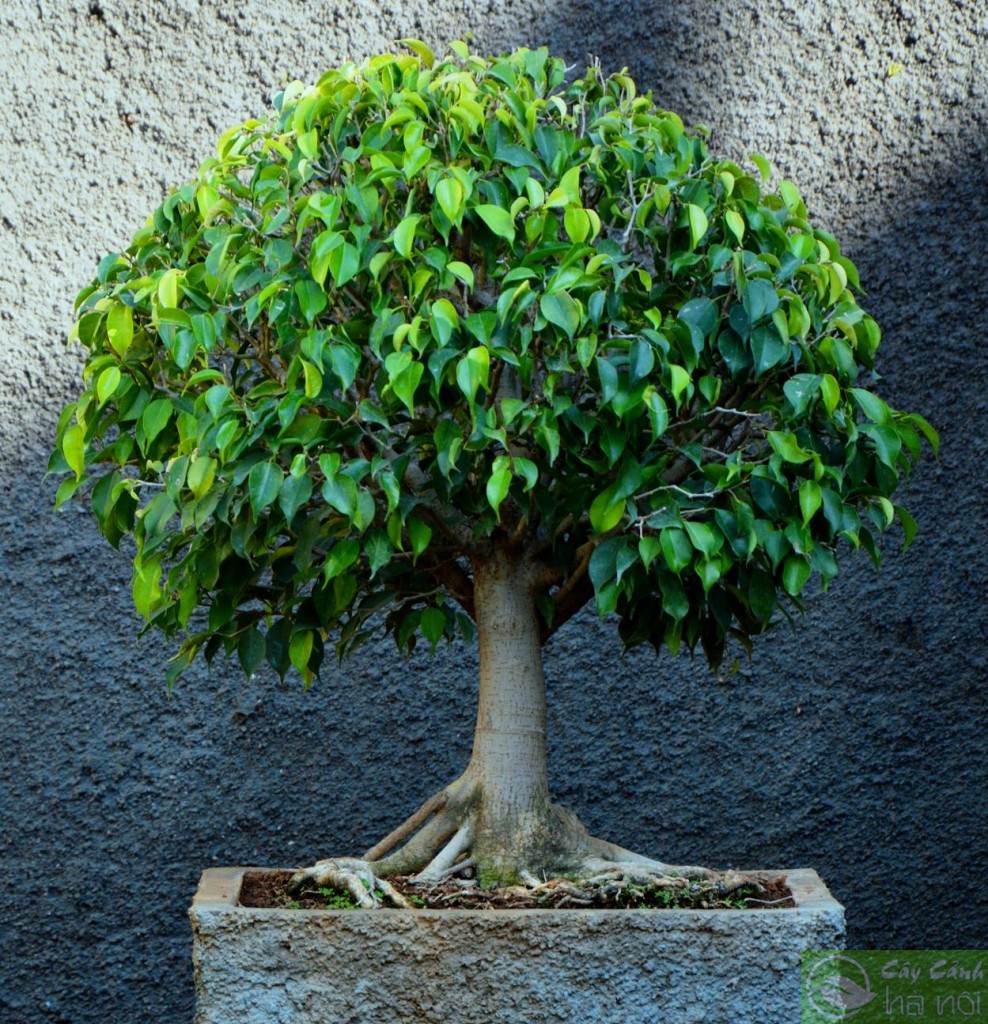 Cây Bồ Đề 