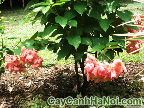 cay-buom-hong