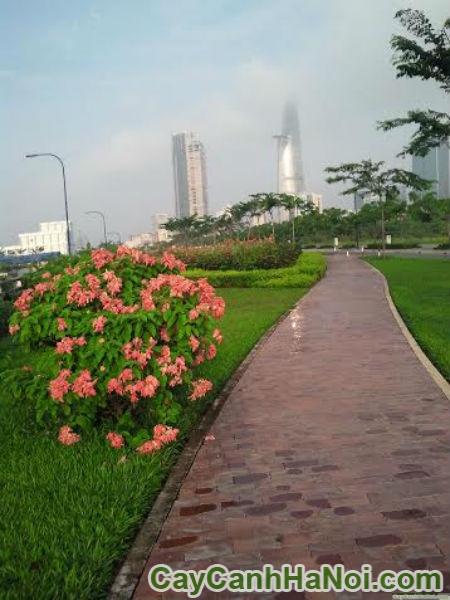 cay-buom-hong