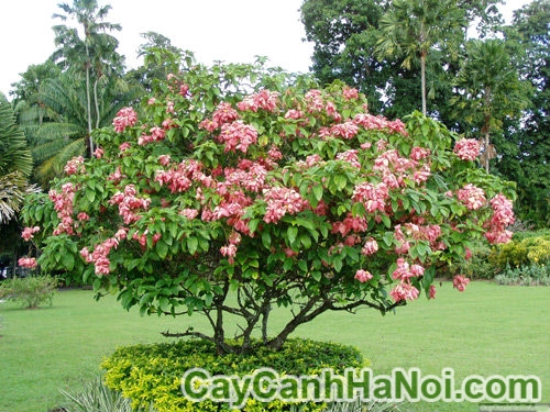 cay-buom-hong