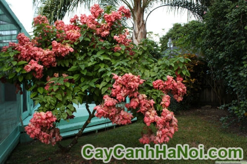 cay-buom-hong