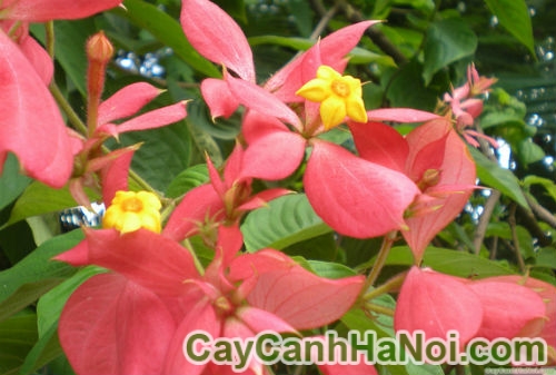 cay-buom-hong
