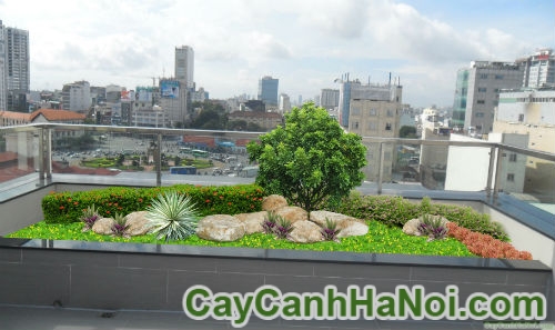 cay-cam-tu-mai