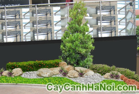 cay-cam-tu-mai