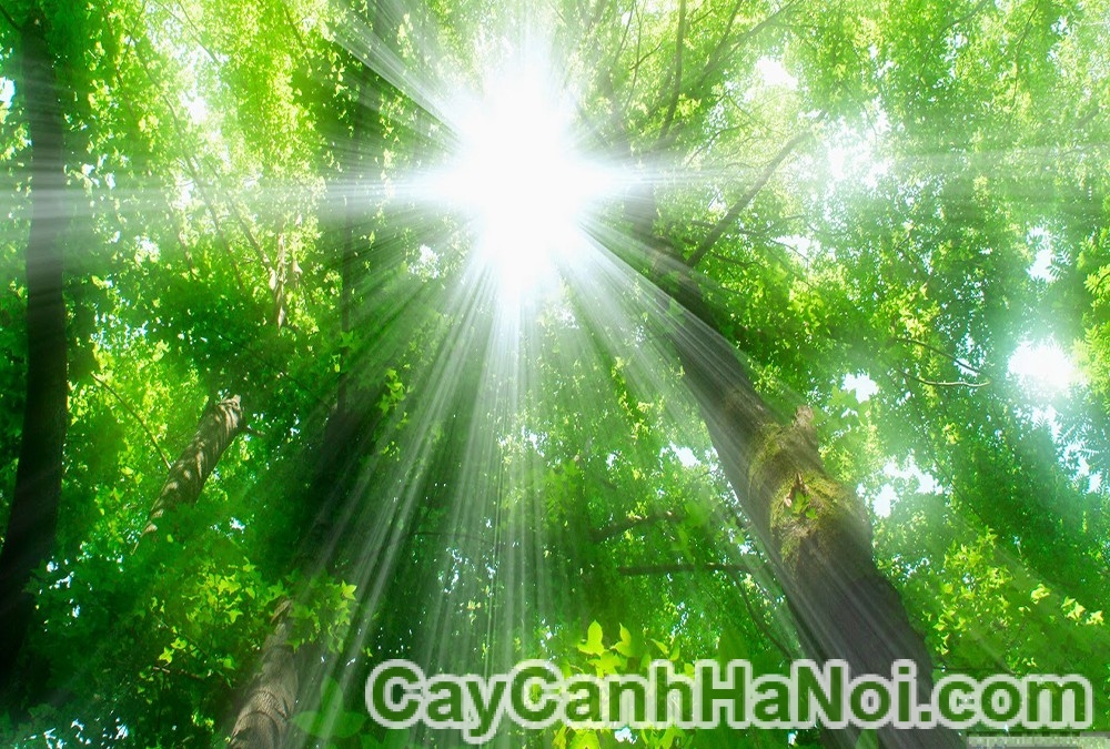 cay-cam-xe