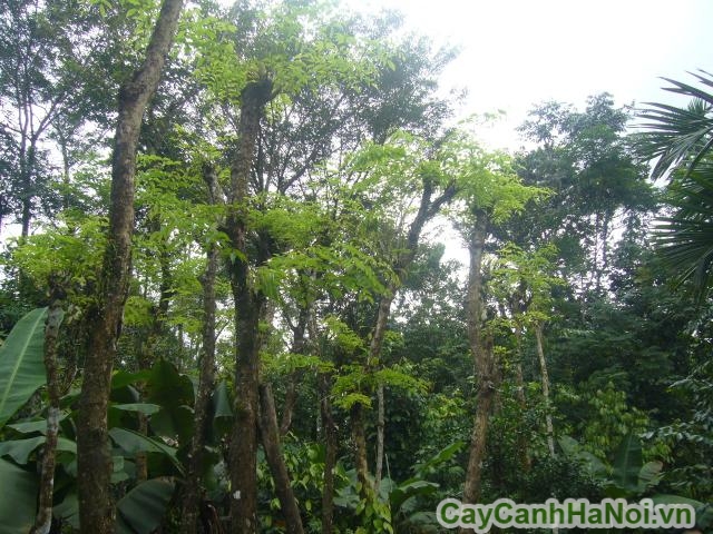 cay-giang-huong