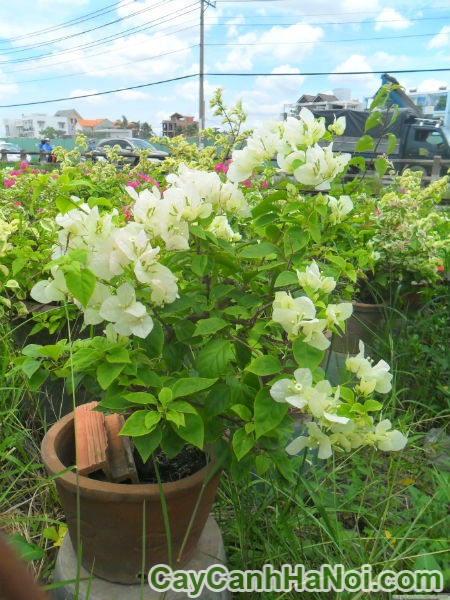 cay hoa giay bonsai