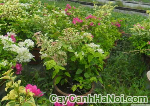 cay hoa giay bonsai