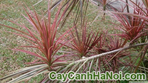 cay-hoan-kiem