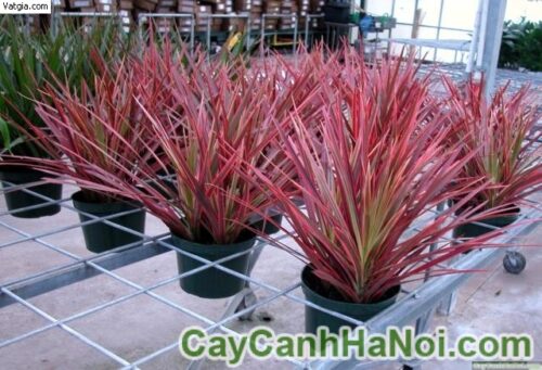 cay-hoan-kiem