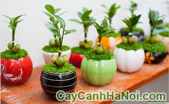 cây lâm lộc may mắn