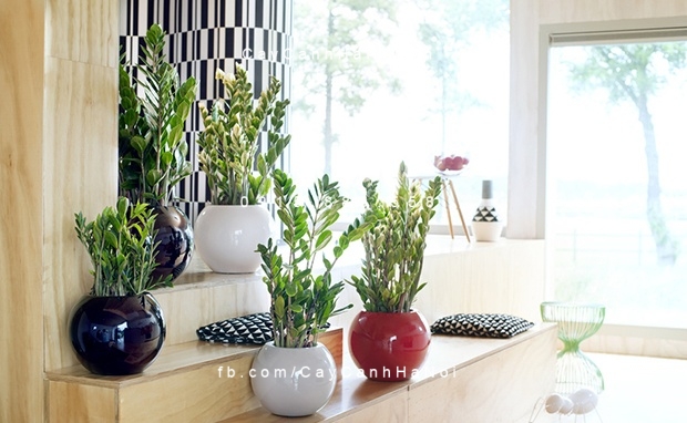Cây cho người tuổi Tỵ Cây cho người tuổi Tỵ