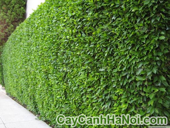 cây tường gừa