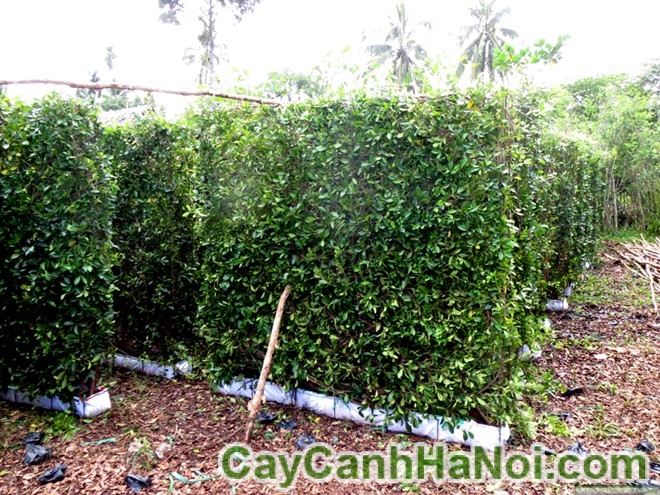 cây tường gưa 5