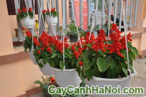 Cây Hoa Xác Pháo