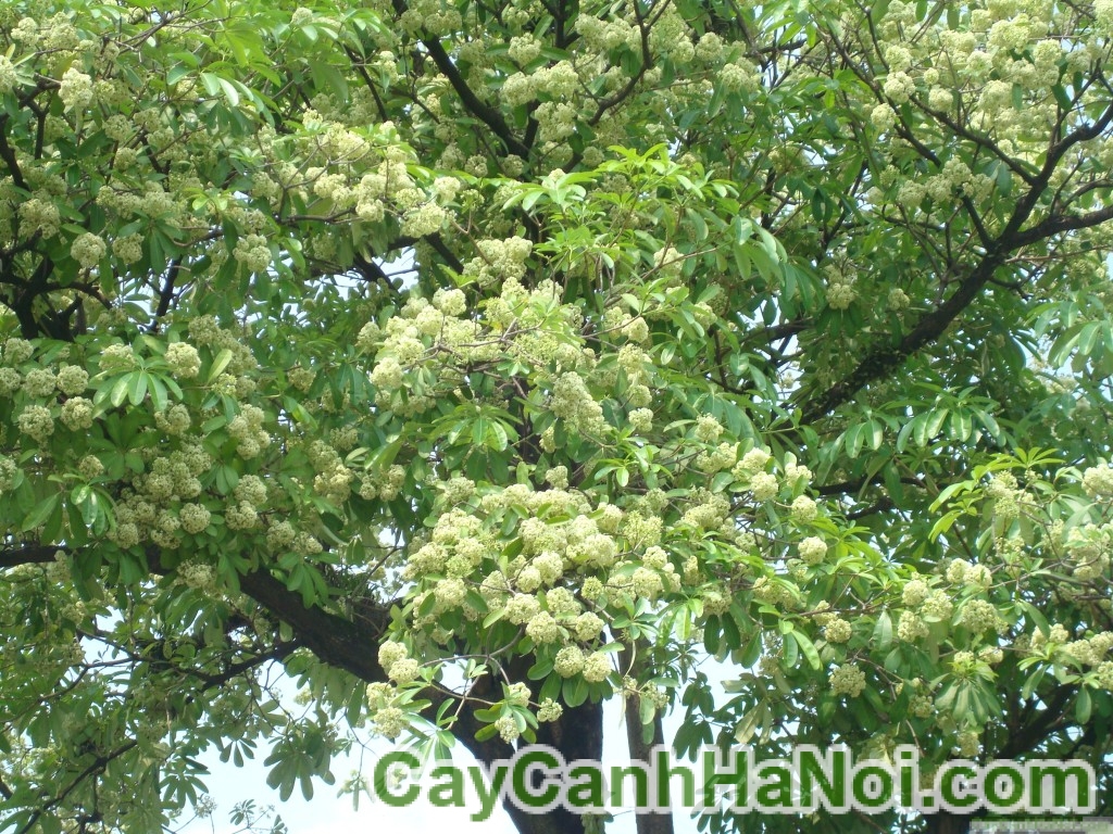 Cây Hoa Sữa