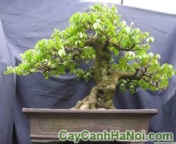 Cây khế bonsai