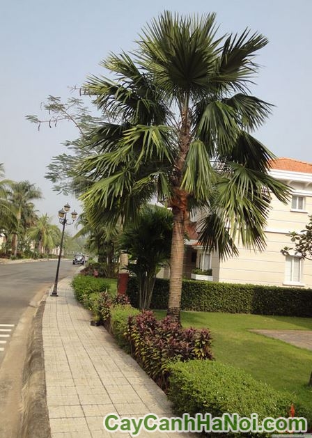 Cây Kè Mỹ