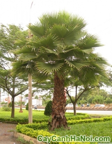 Cây Kè Mỹ