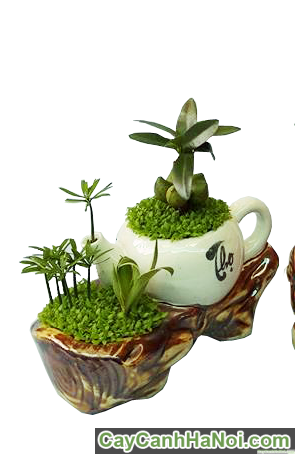 Cây May Mắn Ấm Trà Tiểu Cảnh