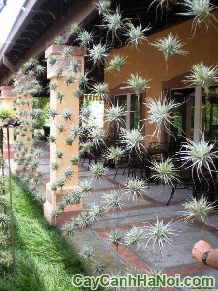 Cây Không Khí Bạch Tuyết
