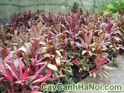 Cây Huyết Dụ