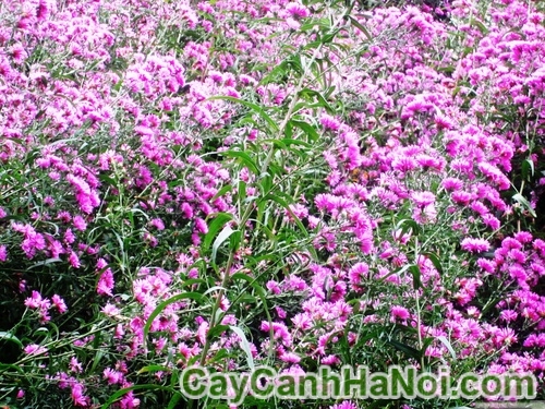 Cây Hoa Thạch Thảo