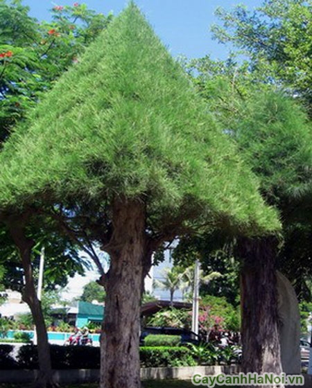 cây phi lao