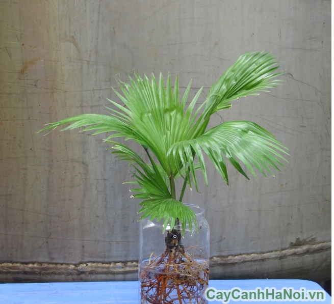 cây cọ nhật