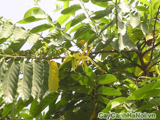 cây hoàng lan
