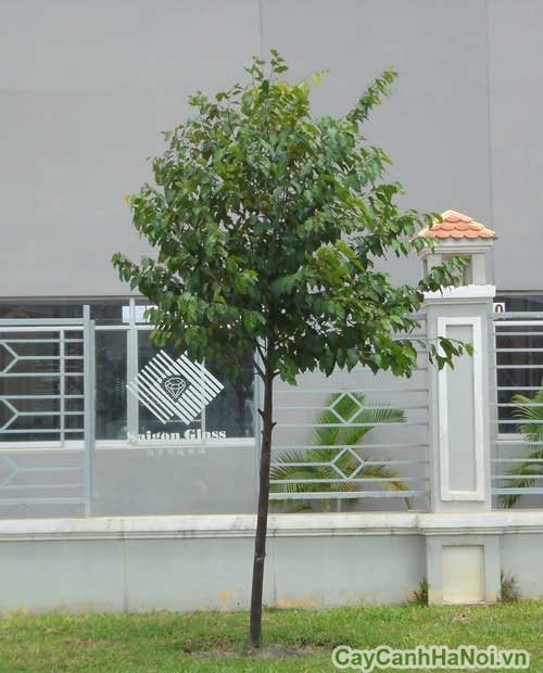 cây sao đen