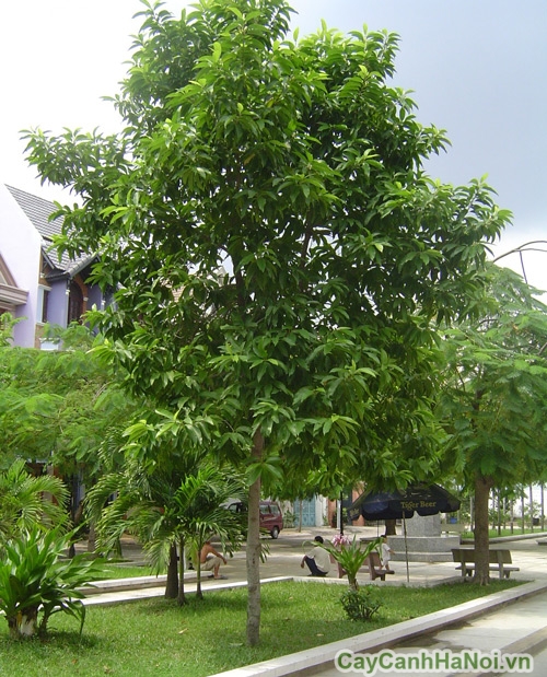 cây sao đen