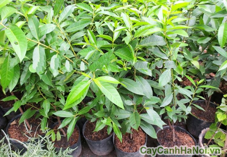 cây vối