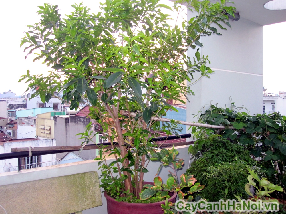 cây vối