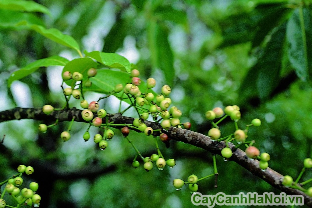 cây vối