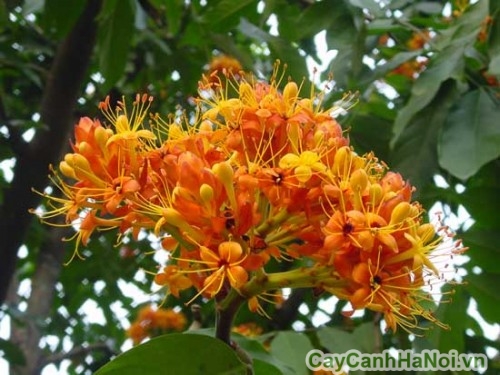 cây vàng anh