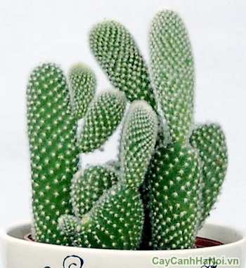 xương rồng tai thỏ