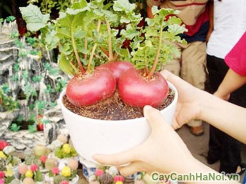 củ cải đỏ