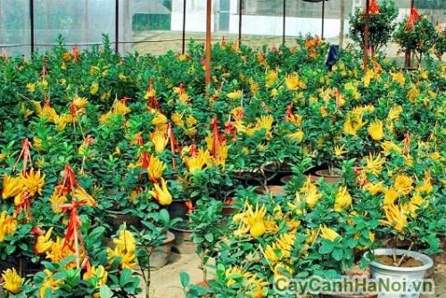cây phật thủ