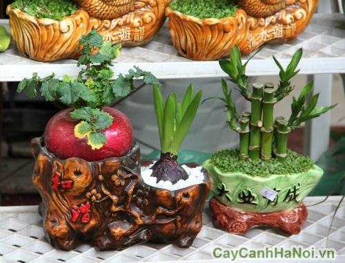 củ cải đỏ