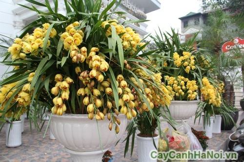 hoa địa lan